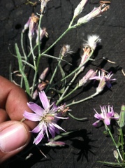 Stephanomeria lactucina