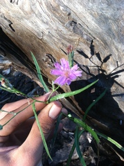 Stephanomeria lactucina