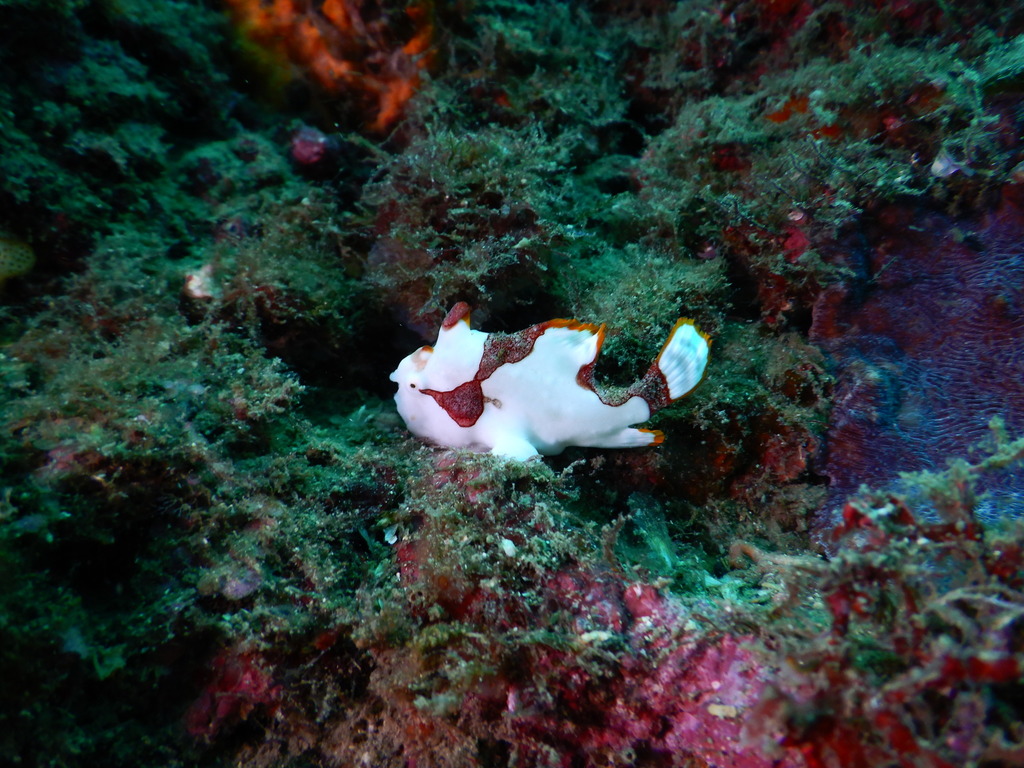 Warty frogfish