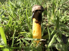 Phallus aurantiacus