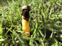 Phallus aurantiacus