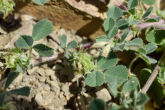 Medicago rigidula
