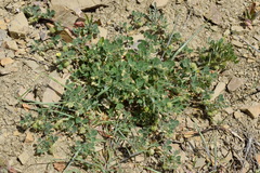 Medicago rigidula