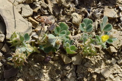 Medicago rigidula