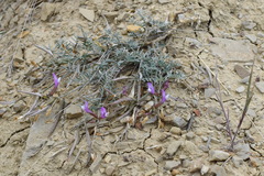 Astragalus subuliformis