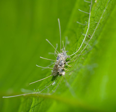 Ophiocordycipitaceae