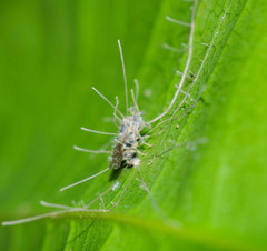 Ophiocordycipitaceae
