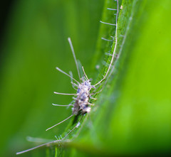 Ophiocordycipitaceae