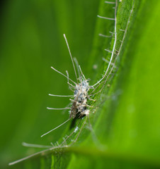 Ophiocordycipitaceae