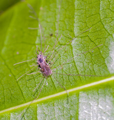 Ophiocordycipitaceae