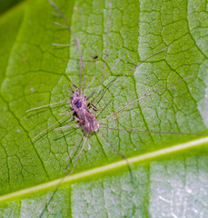 Ophiocordycipitaceae