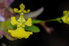 Erycina pumilio