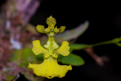 Erycina pumilio