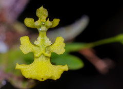 Erycina pumilio