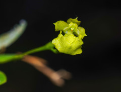Erycina pumilio