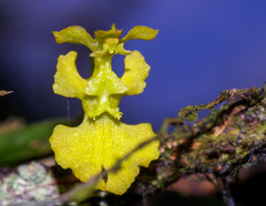 Erycina pumilio