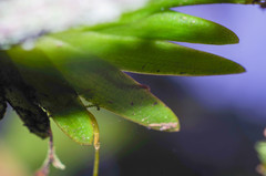 Erycina pumilio