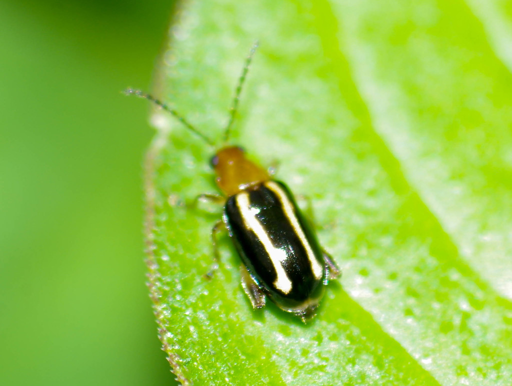 Systena s-littera