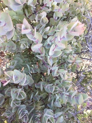 Arctostaphylos luciana