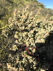 Arctostaphylos luciana