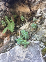 Sedum dasyphyllum