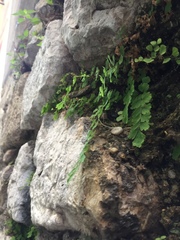 Adiantum capillus-veneris