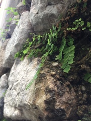 Adiantum capillus-veneris