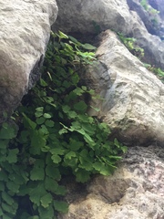 Adiantum capillus-veneris