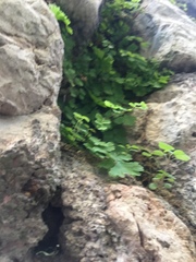 Adiantum capillus-veneris