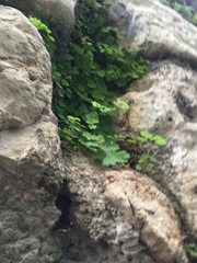 Adiantum capillus-veneris