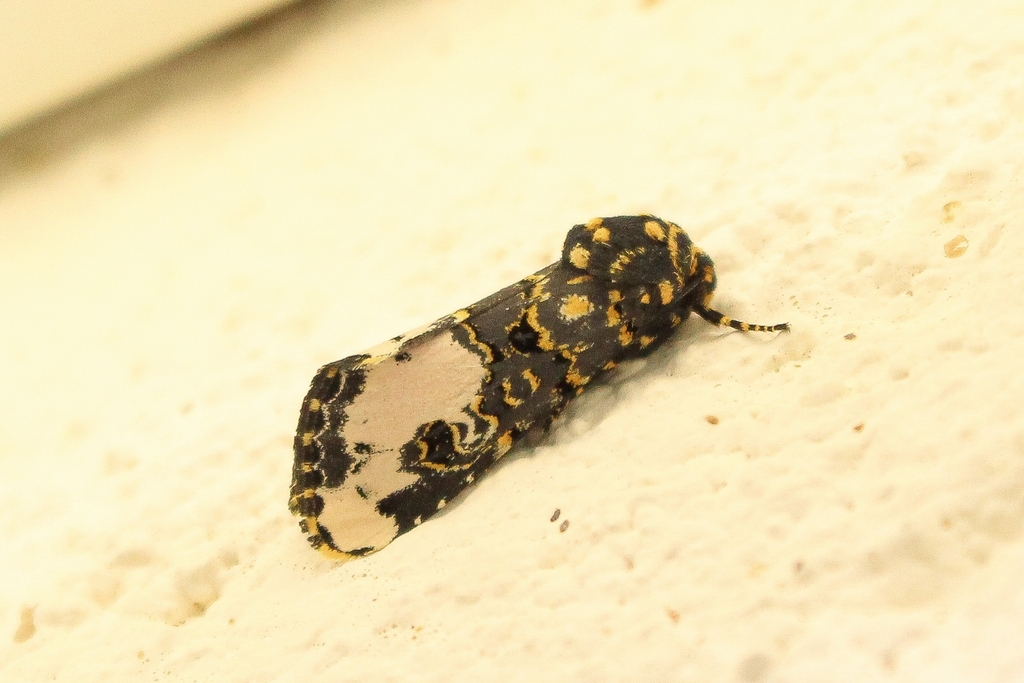 Polytelodes