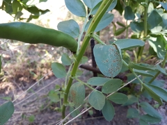 Uromyces viciae-fabae