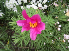 Paeonia hybrida