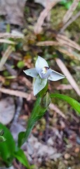 Thelymitra longifolia