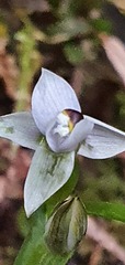Thelymitra longifolia