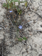 Wahlenbergia fluminalis
