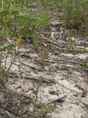 Wahlenbergia fluminalis