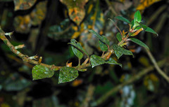 Columnea angustata