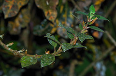 Columnea angustata