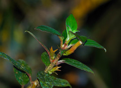 Columnea angustata