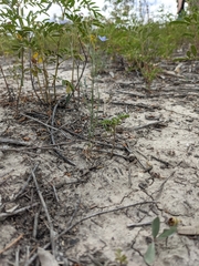 Wahlenbergia fluminalis