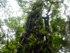 Bulbophyllum japonicum