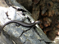 Emoia atrocostata