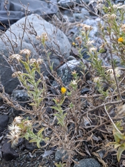 Heterotheca oregona