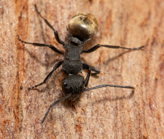Polyrhachis erato