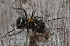 Polyrhachis ornata