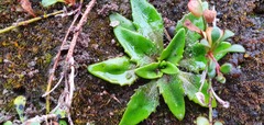 Plantago triandra