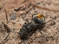 Polyrhachis vermiculosa