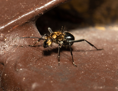 Polyrhachis semiaurata