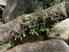 Bulbophyllum japonicum